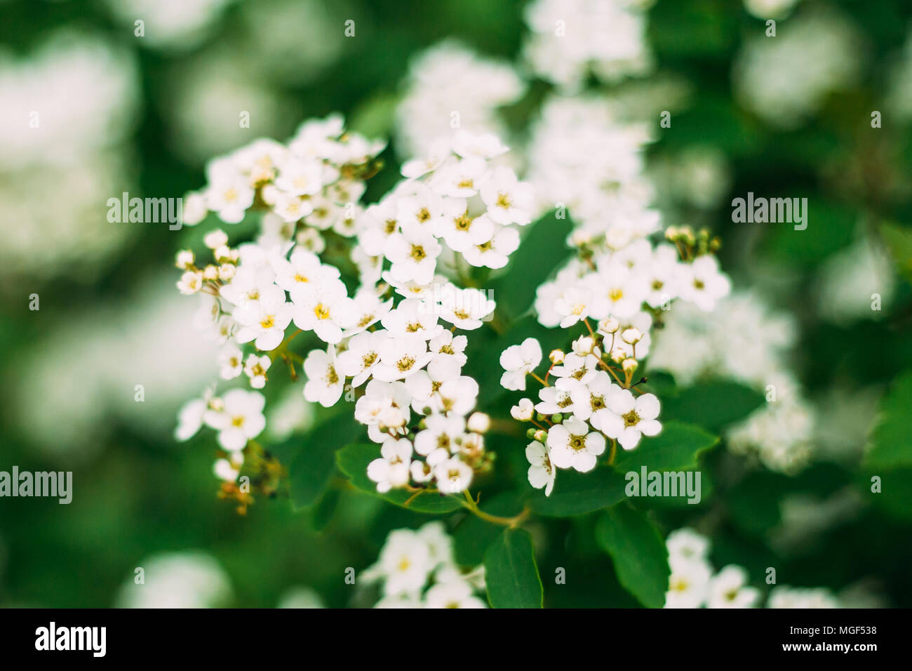White Spirea Flowers On Bush At Spring. Spiraea Flowers Are Highly Valued In Decorative Gardening And Forestry Management. The Plant Is Widely Used In Stock Photo