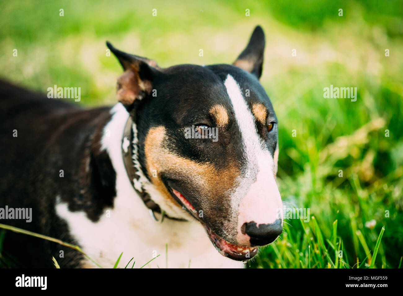 Close Up Pet Bullterrier Dog Portrait Stock Photo