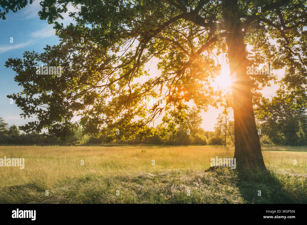 Sun Shining Through Greenery Oak Foliage In Green Park. Summer Sunny Forest Trees And Green Grass. Nature Wood Sunlight Background. Stock Photo