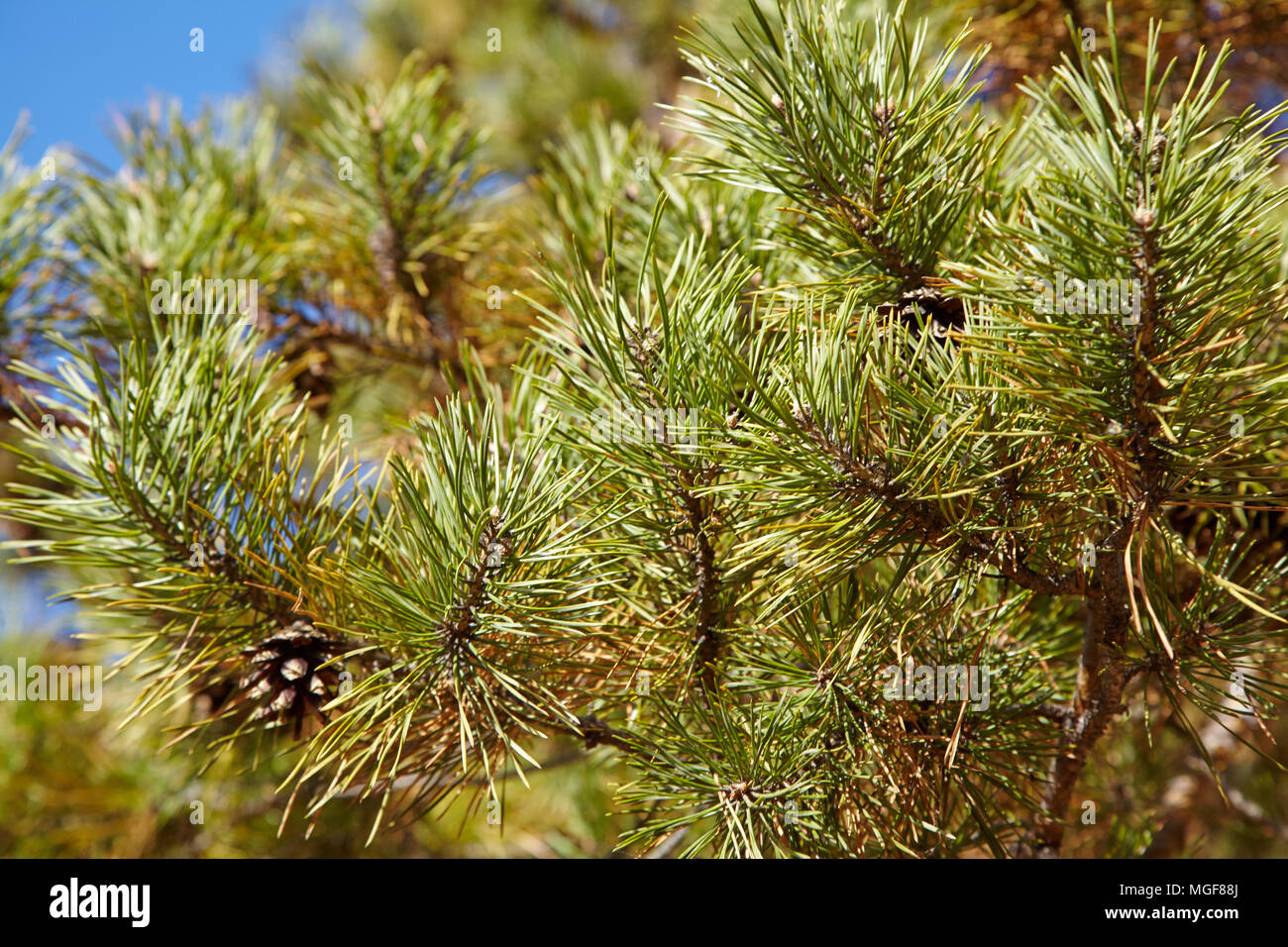green pine branches with cones Stock Photo Alamy