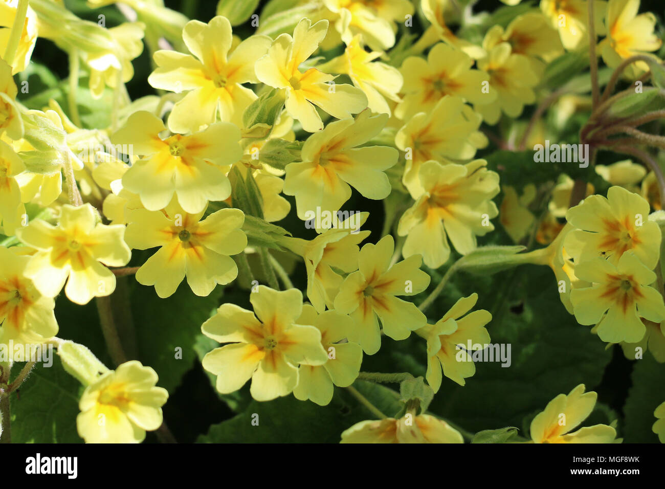Bright yellow primrose flowers, Primula vulgaris, blooming in the Shropshire spring sunshine Stock Photo