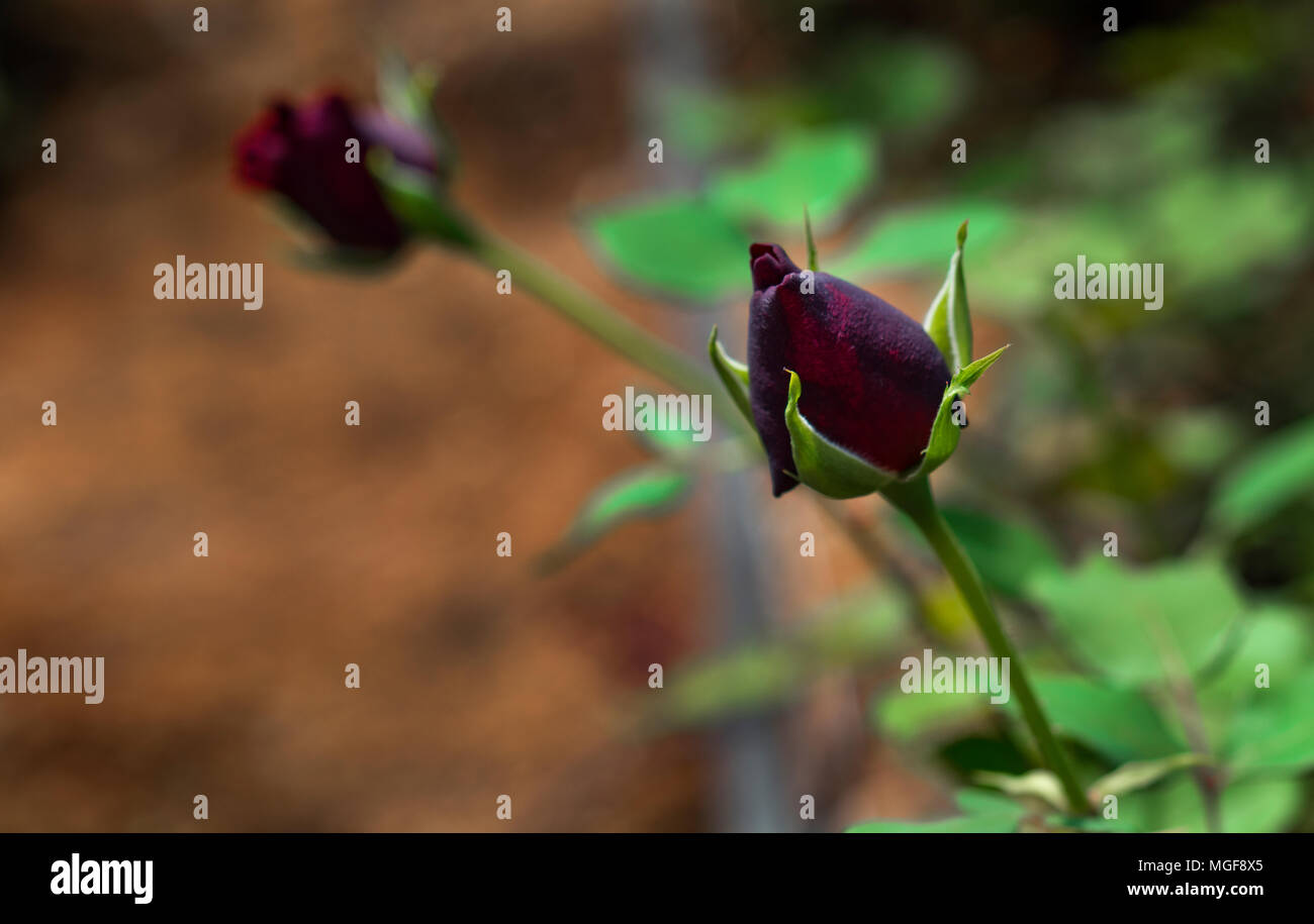 Karagul, who grows only in the district of Halfeti of Şanlıurfa in the  world, admires people with his color. This rose that only keeps up with  Halfeti Stock Photo - Alamy