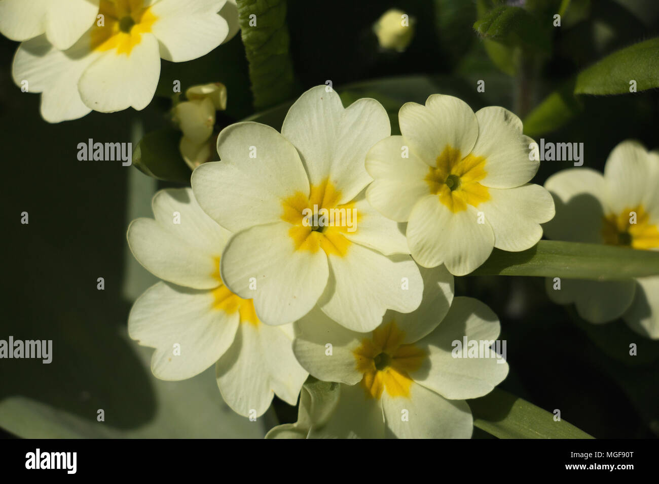 Bright yellow primrose flowers, Primula vulgaris, blooming in the spring sunshine Stock Photo
