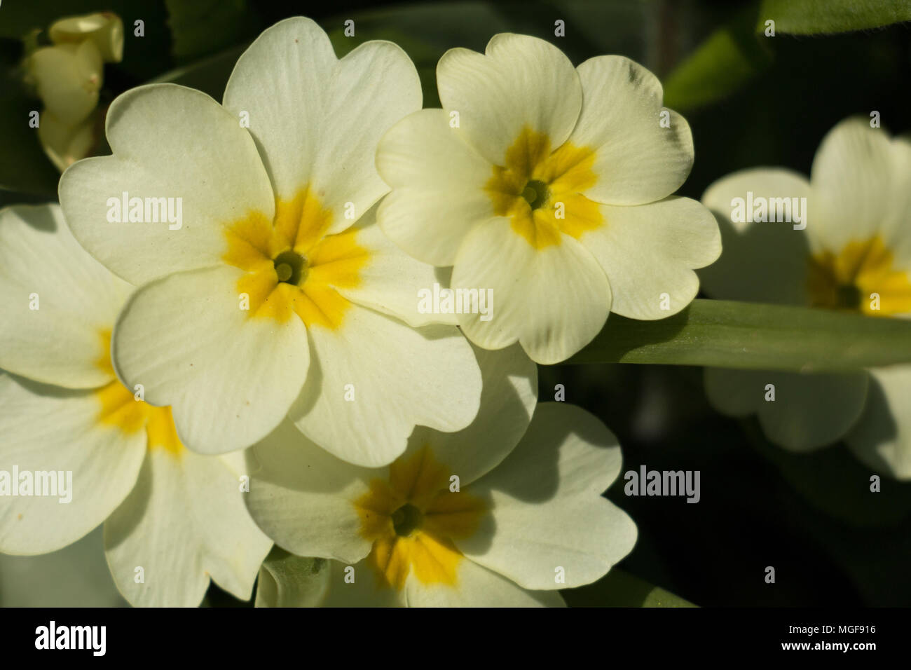 Bright yellow primrose flowers, Primula vulgaris, blooming in the spring sunshine Stock Photo