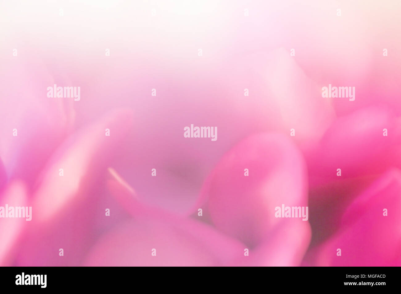 Soft focus flower hi-res stock photography and images - Alamy