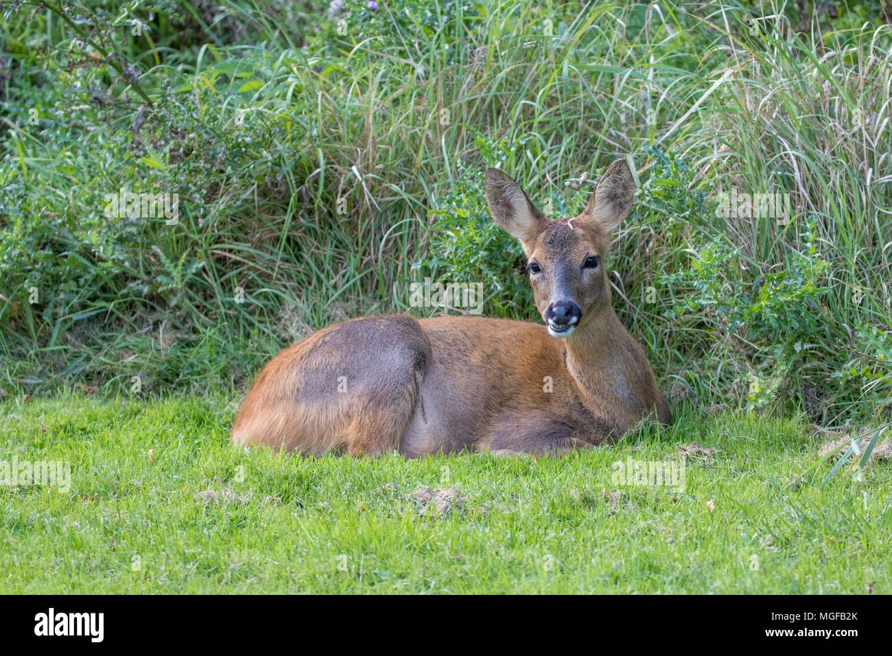 Roe deer ( capreolus capreolus) lying down Stock Photo Alamy