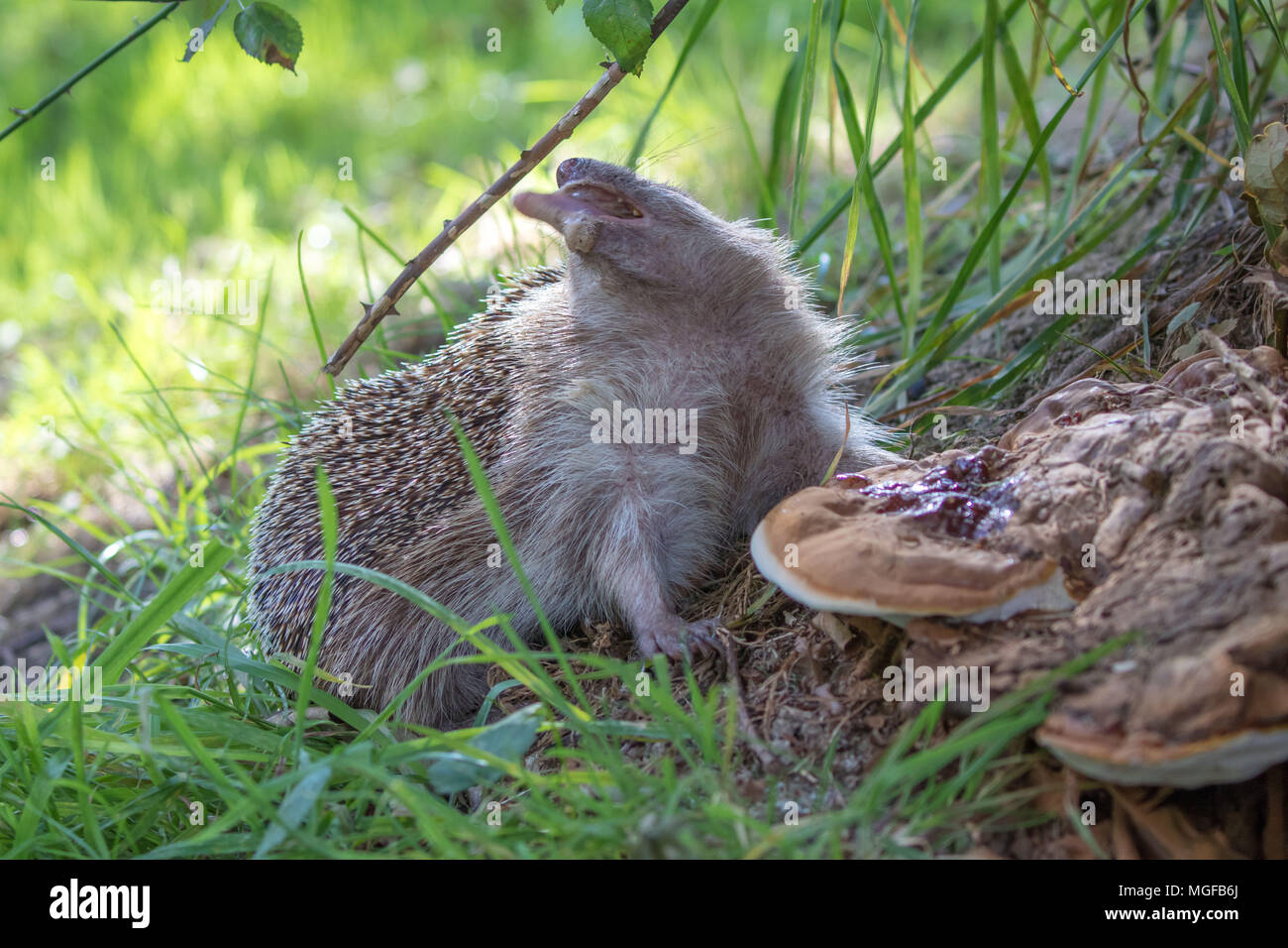 Hedgehog ( Erinaceidae ) licking fungi to use an insecticide Stock Photo