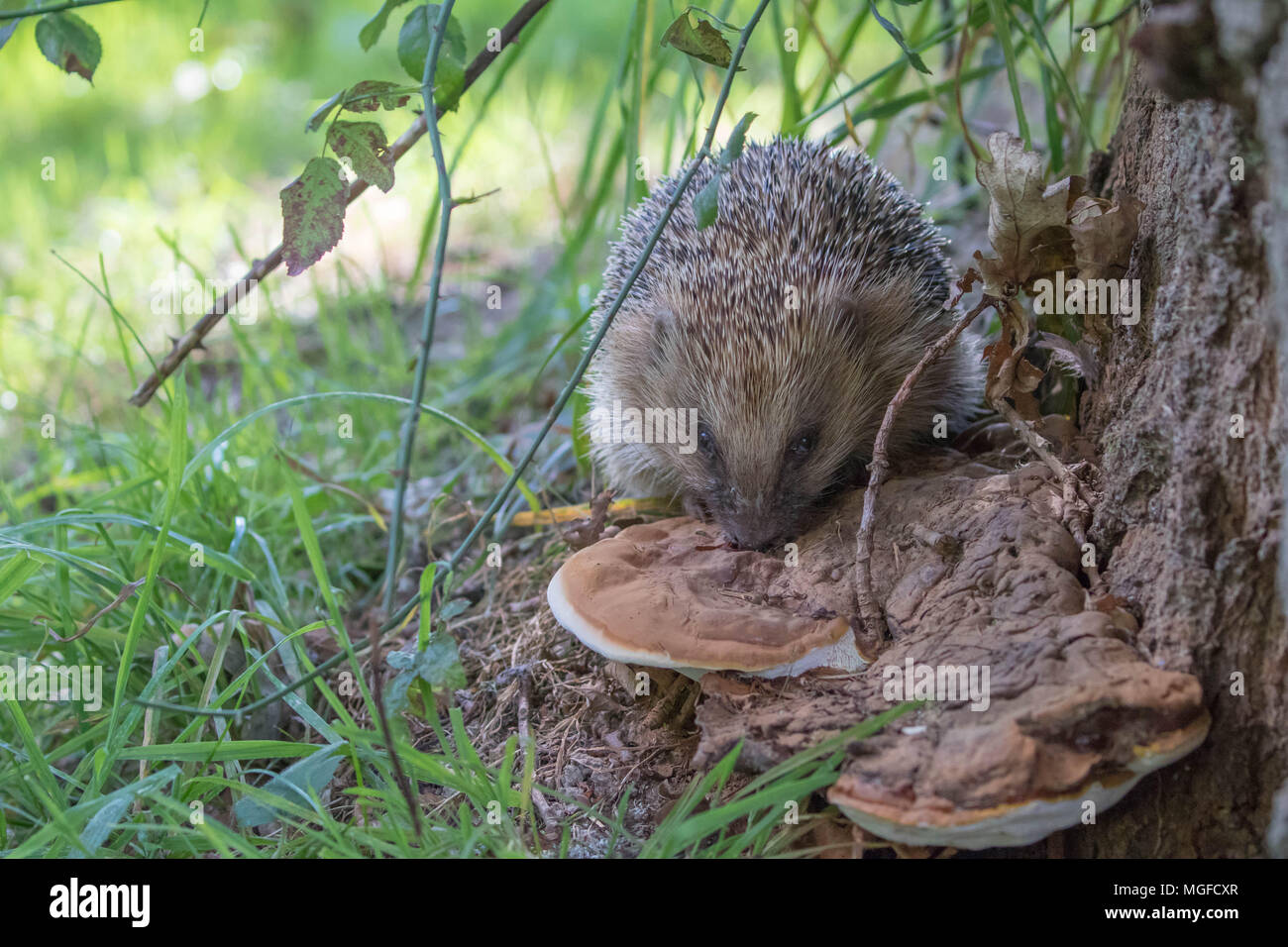 Hedgehog ( Erinaceidae ) licking fungi to use an insecticide Stock Photo