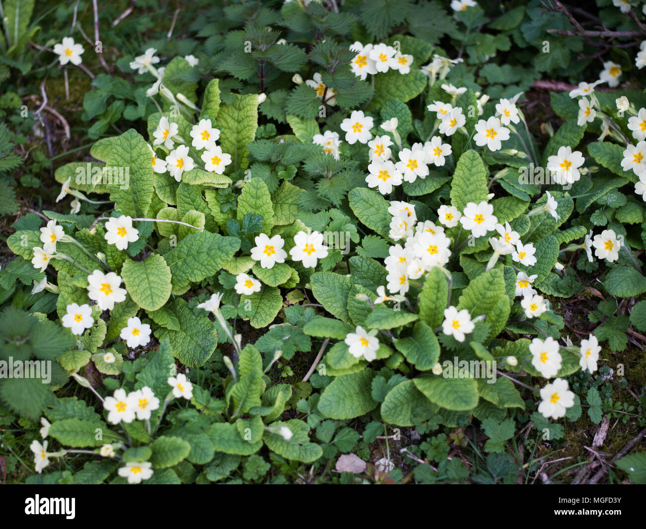 Wildflowers of Kent Stock Photo Alamy
