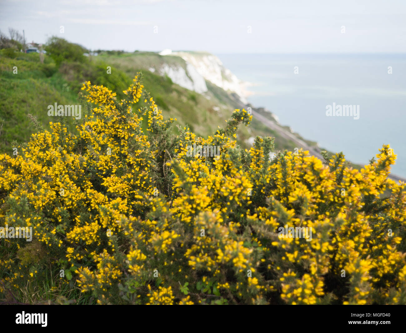 Wildflowers of Kent Stock Photo Alamy
