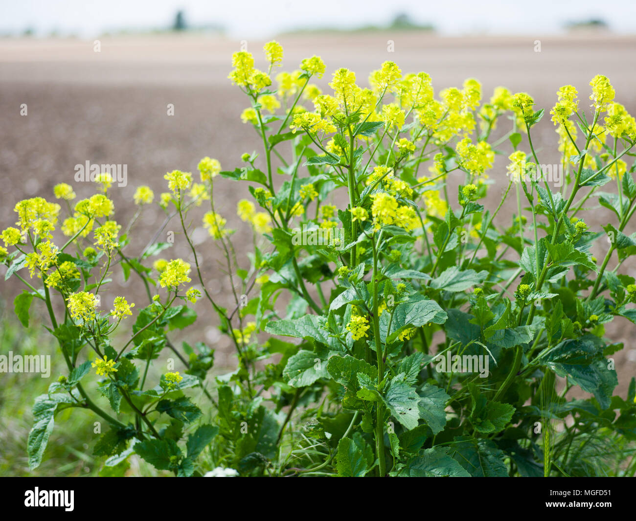 Wildflowers of Kent Stock Photo Alamy