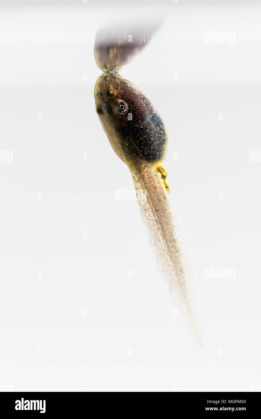 Frog tadpole in water hi-res stock photography and images - Page 14 - Alamy