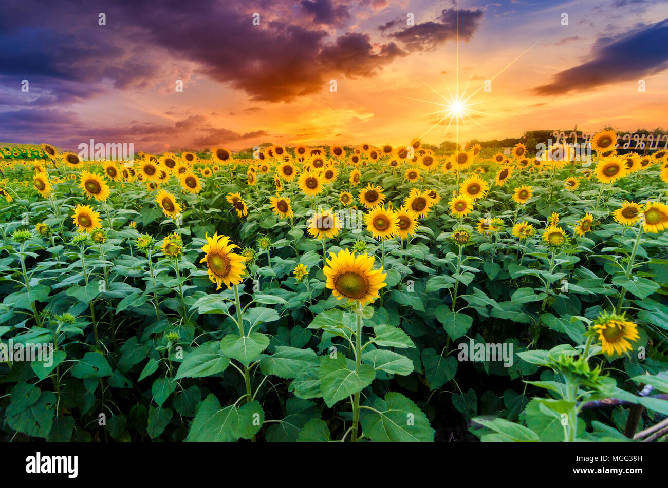 Sunflowers full bloom and light in the morning. Stock Photo