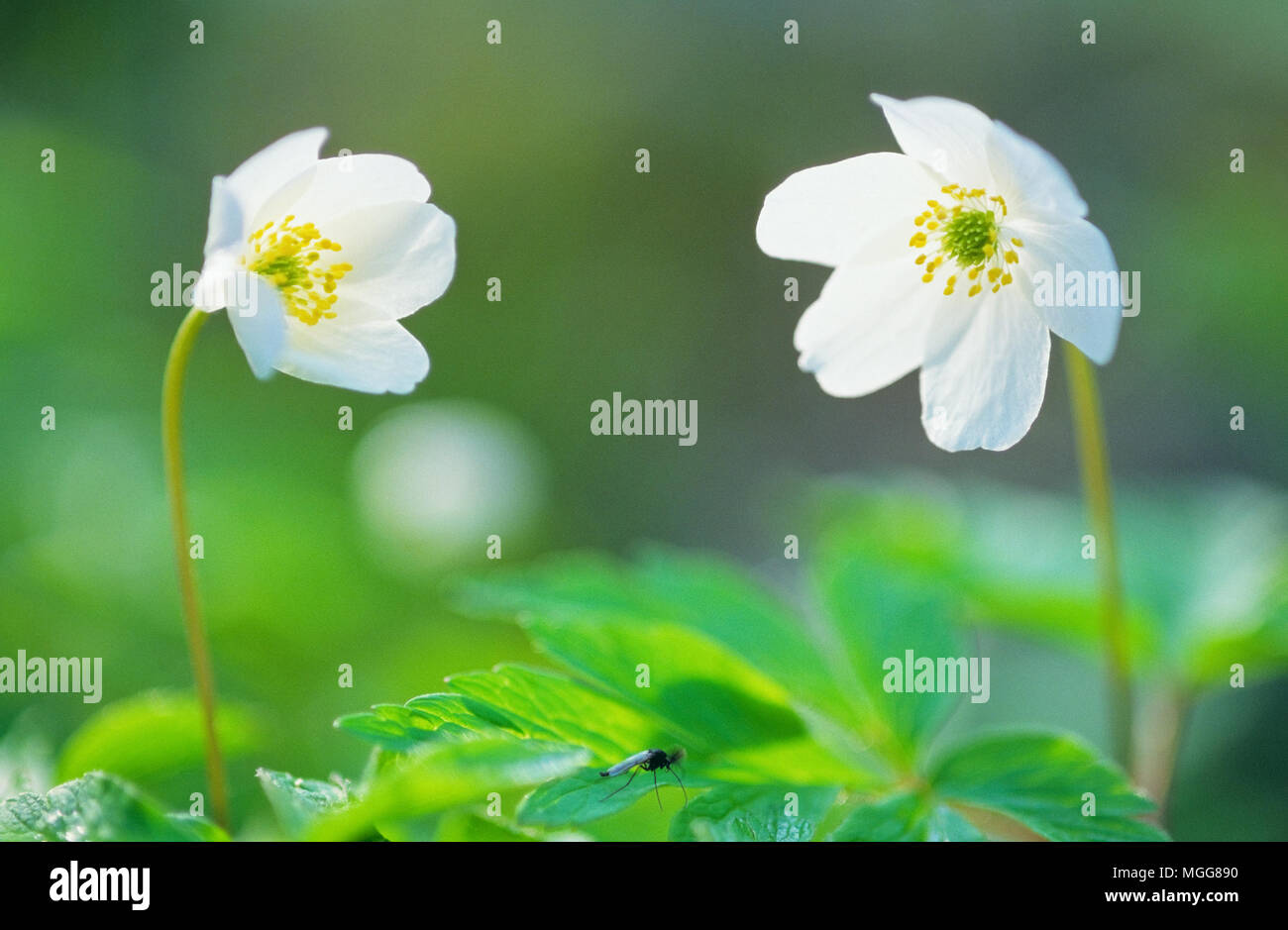 Closeup of Windflower, Wood anemone (Anemone nemorosa Stock Photo Alamy