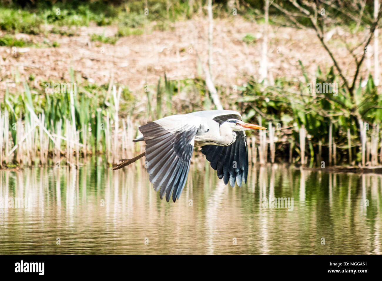 Grey Heron in flight Stock Photo