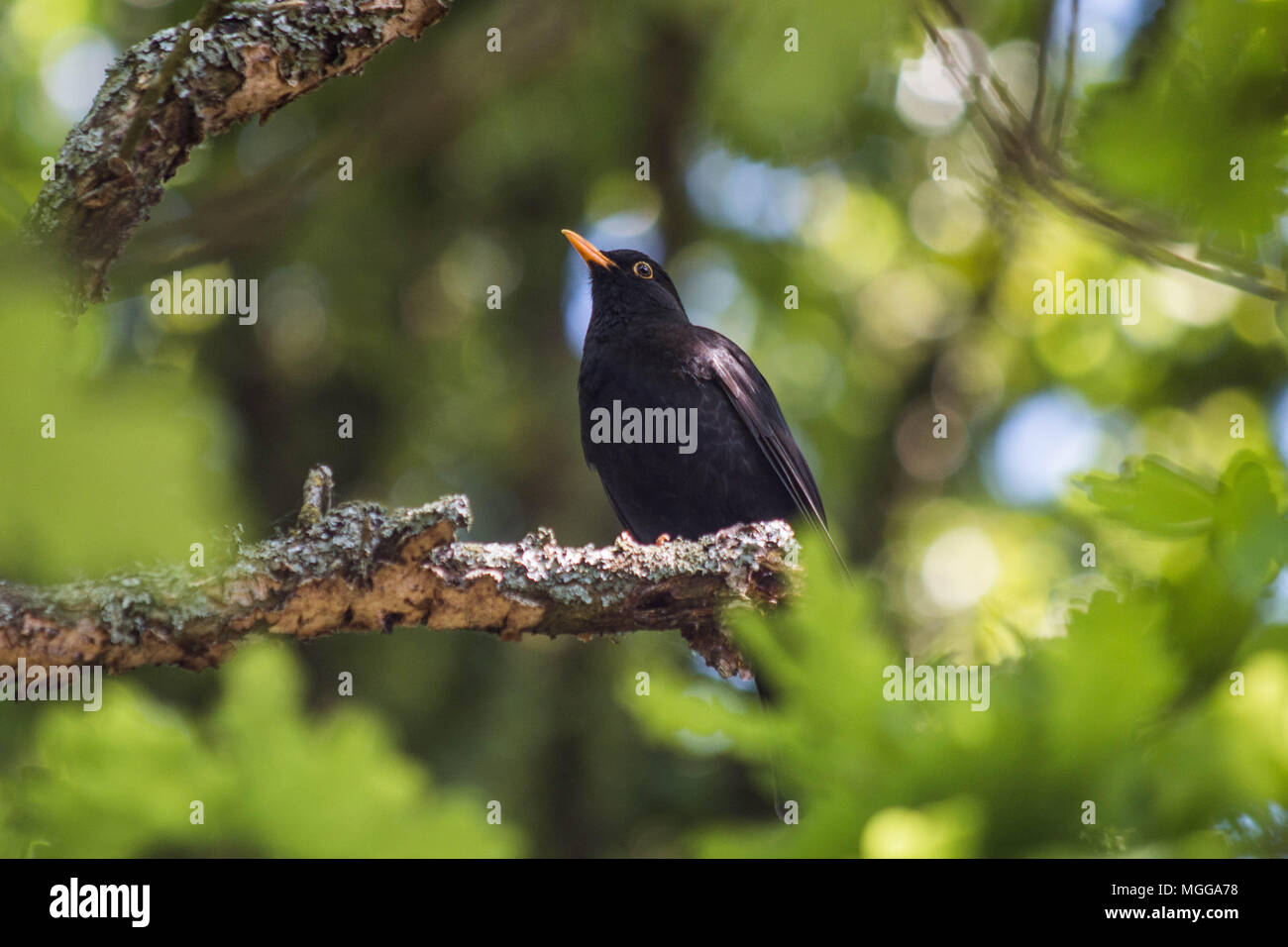 Male Blackbird Stock Photo
