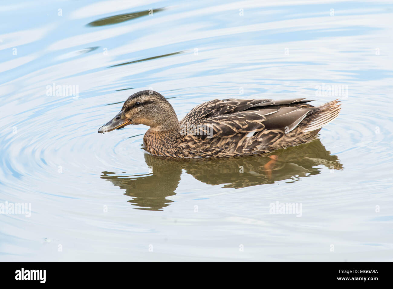Swimming female Mallard duck Stock Photo