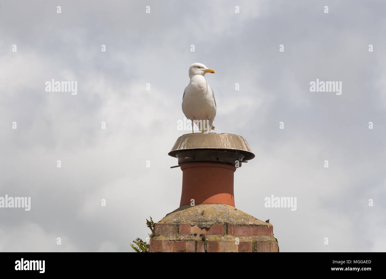 Seagull say on a chimney Stock Photo