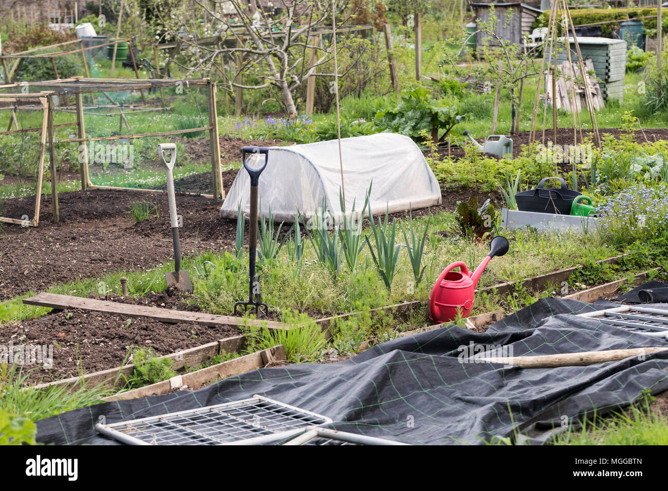 The Bishops Palace allotments, Wells, Somerset, England, UK Stock Photo