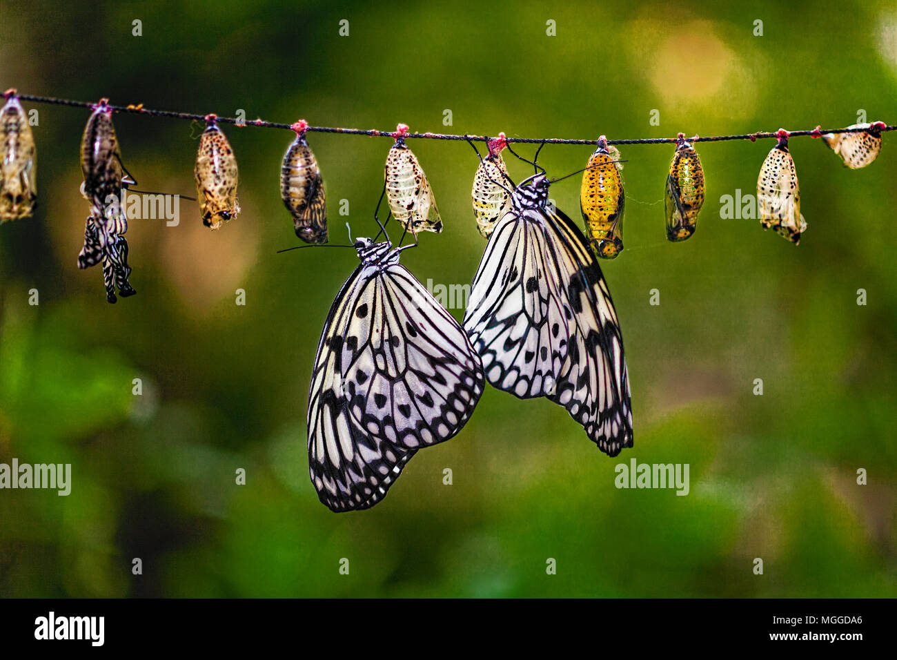 A string of Paper Kite Butterflies, Idea leuconoe, emerge from their chrysalises. Two are fully emerged and hang upside down inflating their wings at  Stock Photo