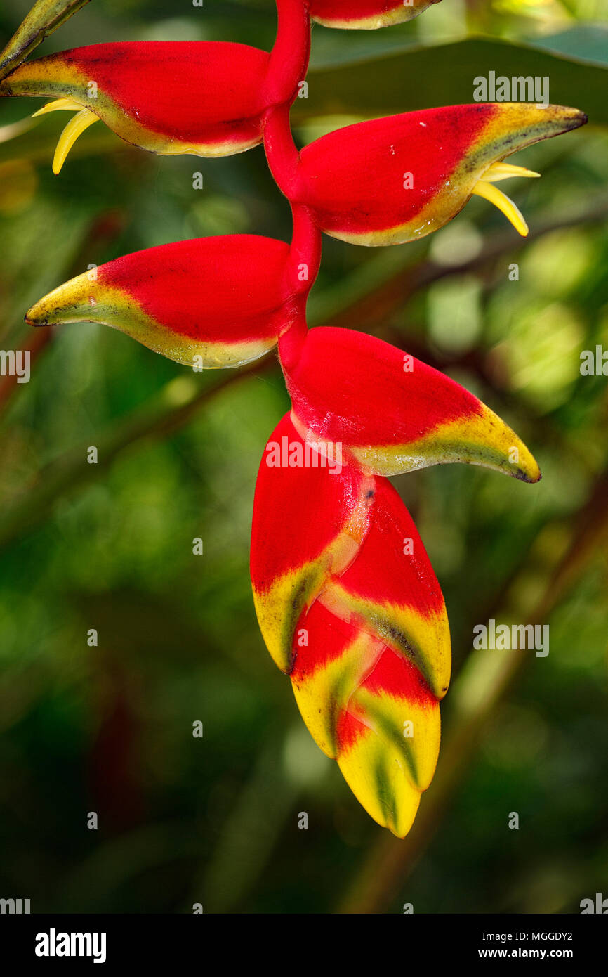 Close-up of a red Lobster Claw plant, Heliconia rostrata, inflorescence or flower. Stock Photo