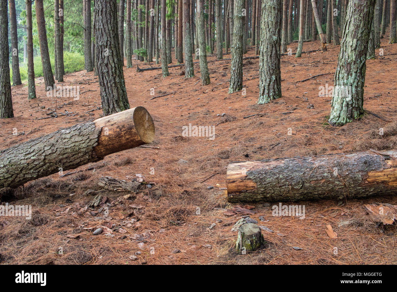 Cut Down Trees In Pine High Resolution Stock Photography and Images Alamy
