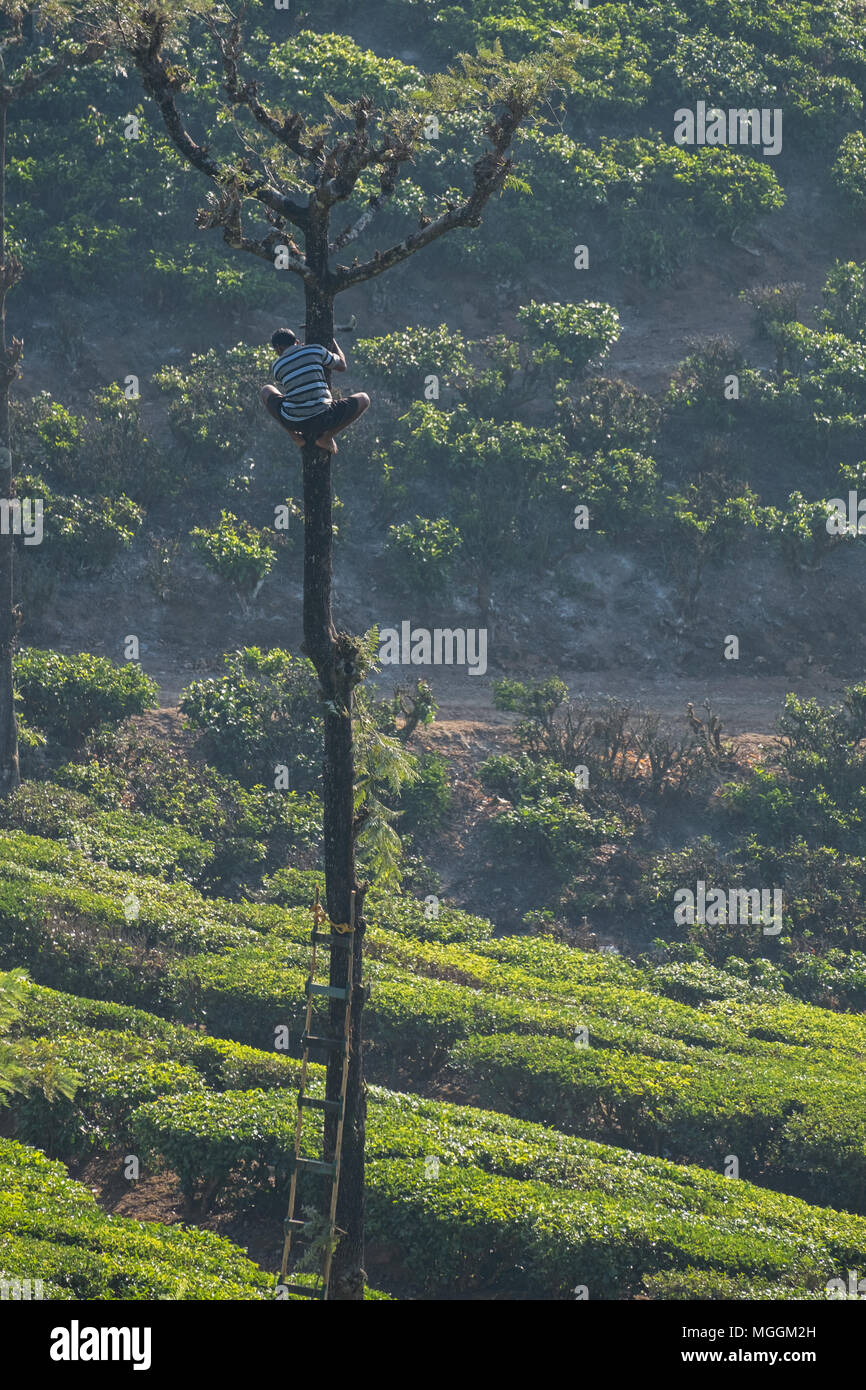 Valparai, India - March 7, 2018: A tea estate worker doing pruning work on a Silver Oak tree ( Grevillea robusta ) Stock Photo