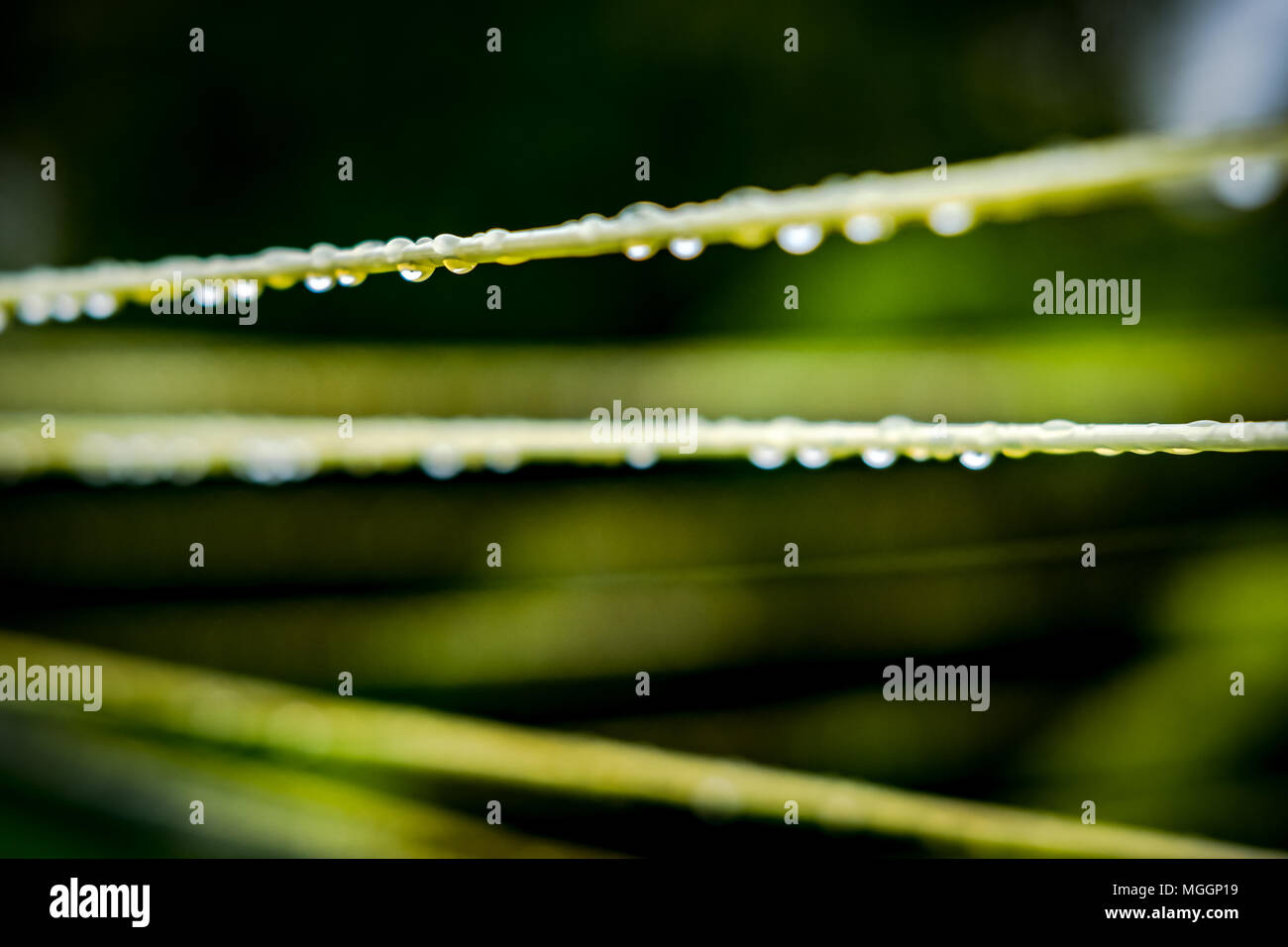 Close-up, shallow focus of water droplets seen on a plastic clothes line. Seen after a heavy downpour during late afternoon in spring. Stock Photo