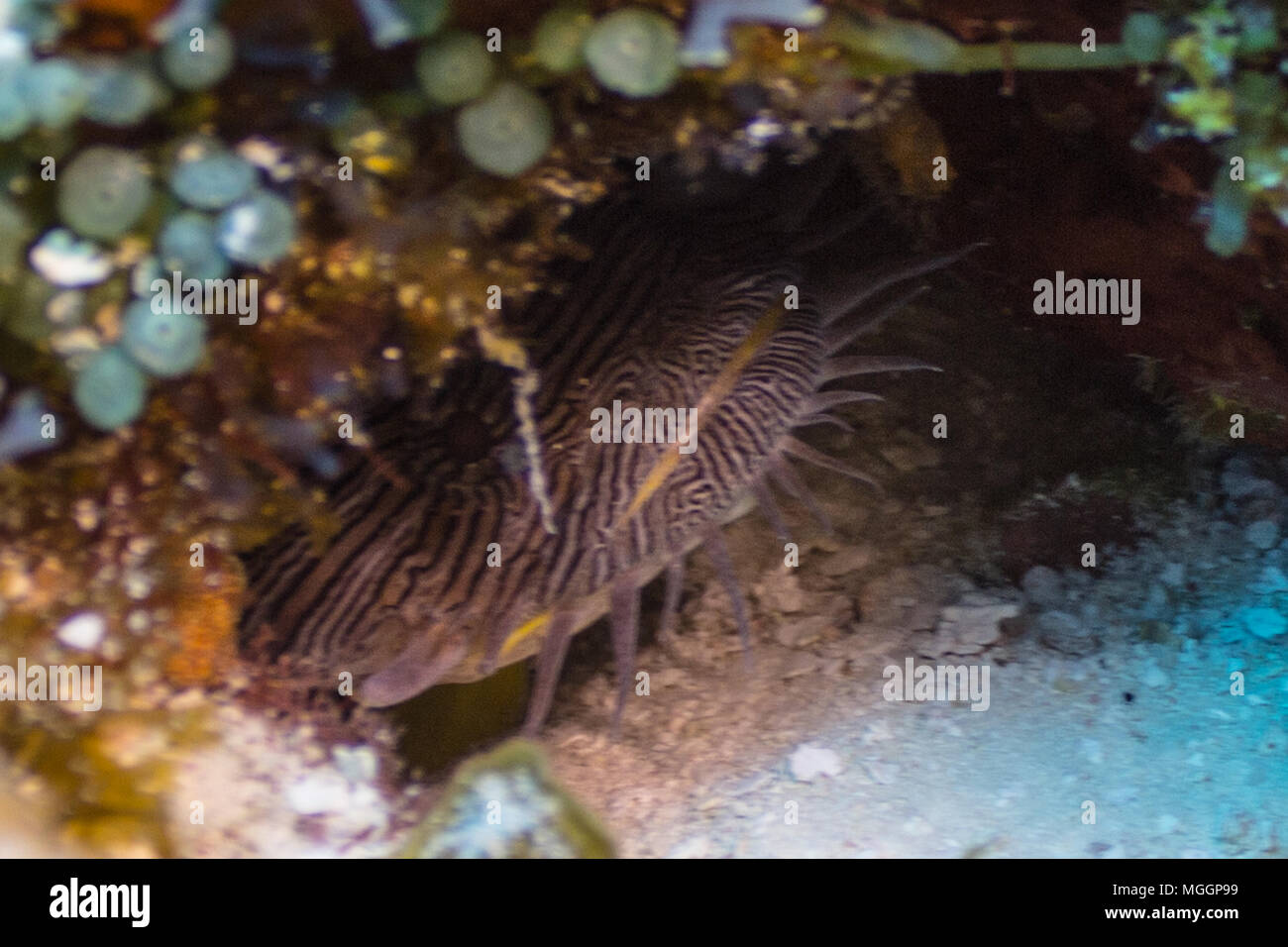 Cozumel Underwater Photography Stock Photo