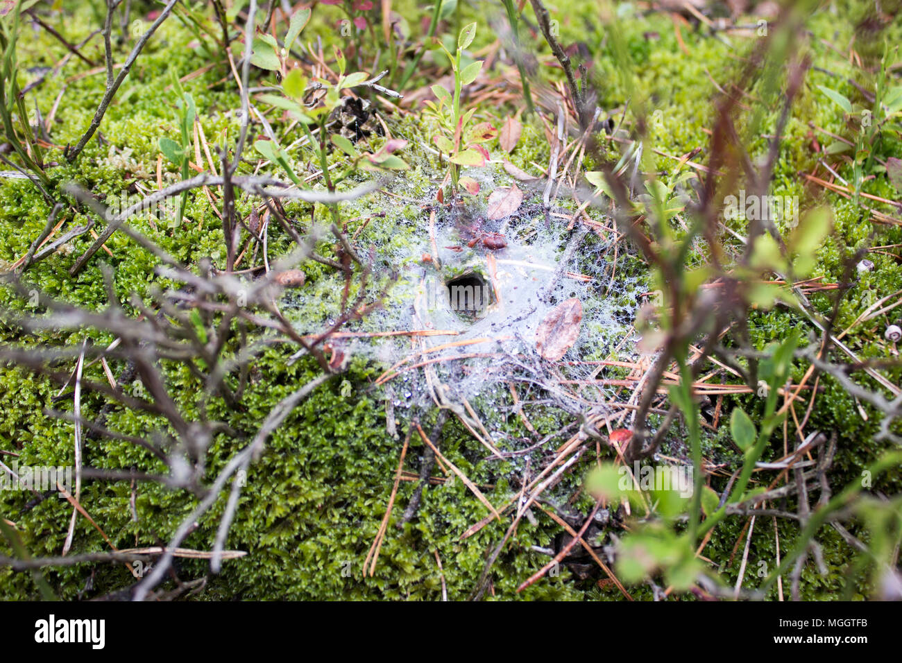Spiders nest hires stock photography and images Alamy