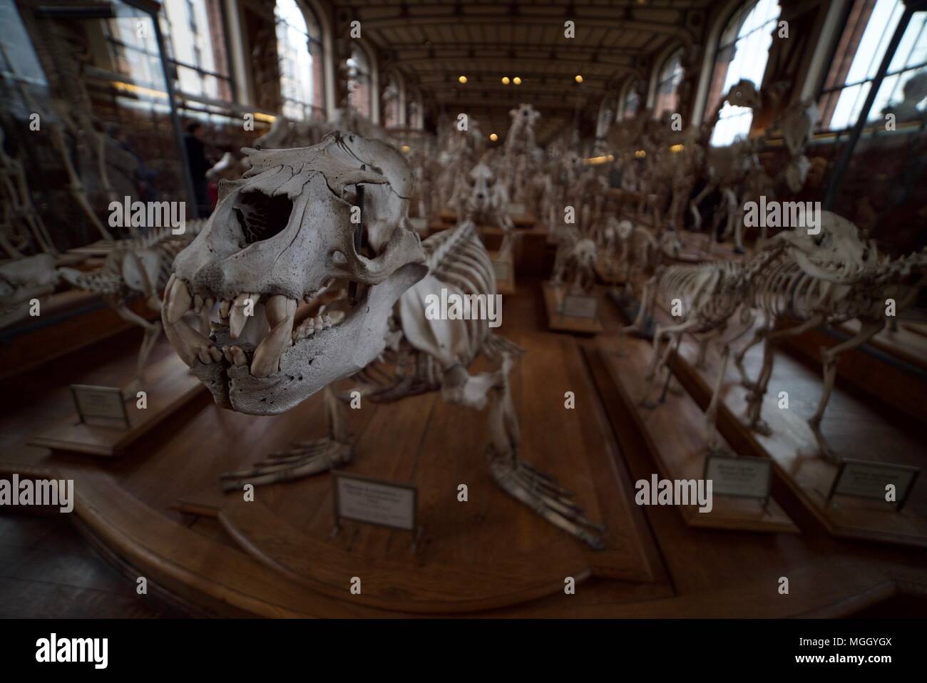 Sea Lion skeleton among the many skeletons of animals inside the National Museum of Natural History in Paris. Stock Photo