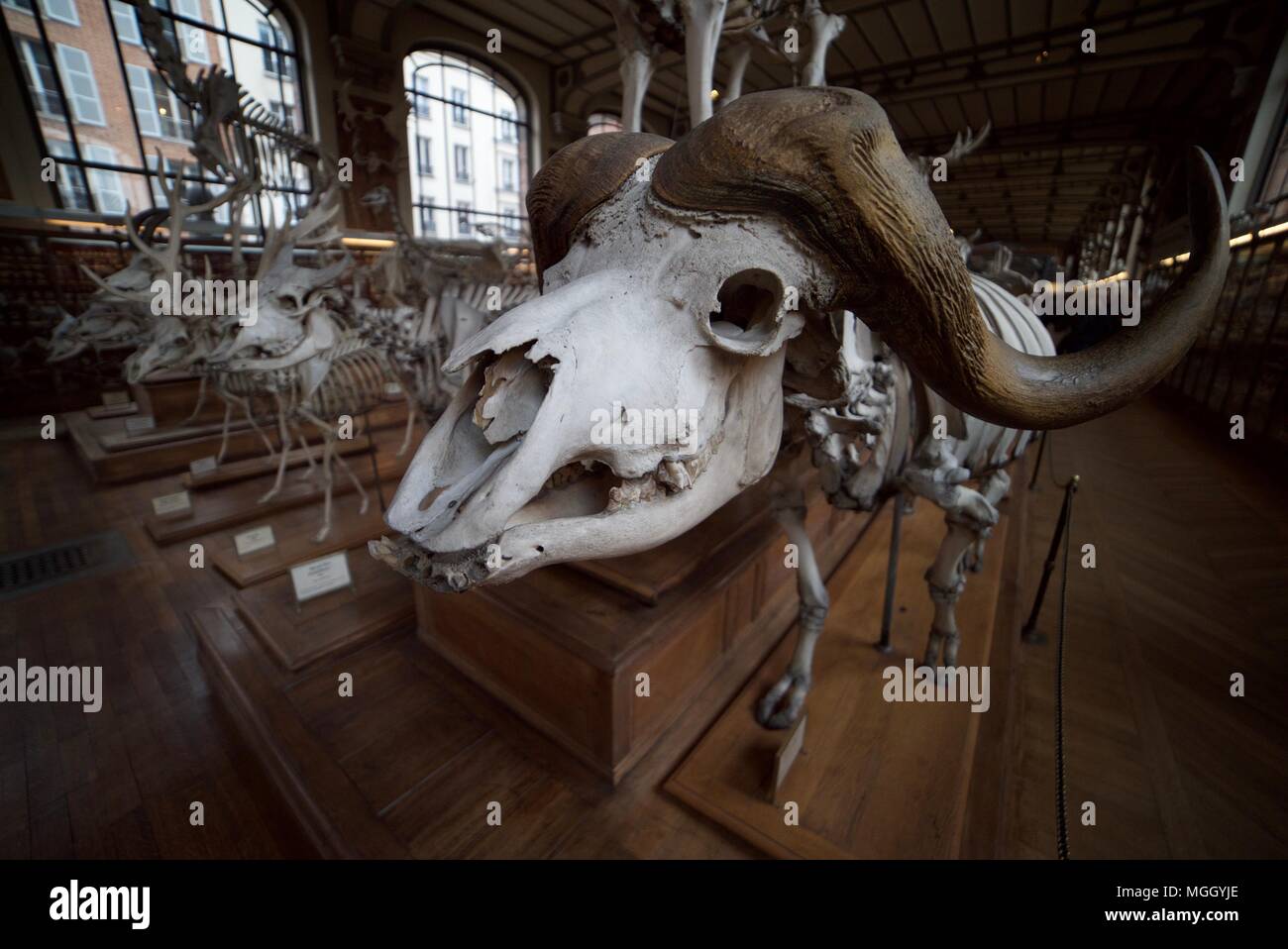 A Buffalo skeleton amongst the many skeletons of animals inside the National Museum of Natural History in Paris. Bones and skeletons of animals. Stock Photo