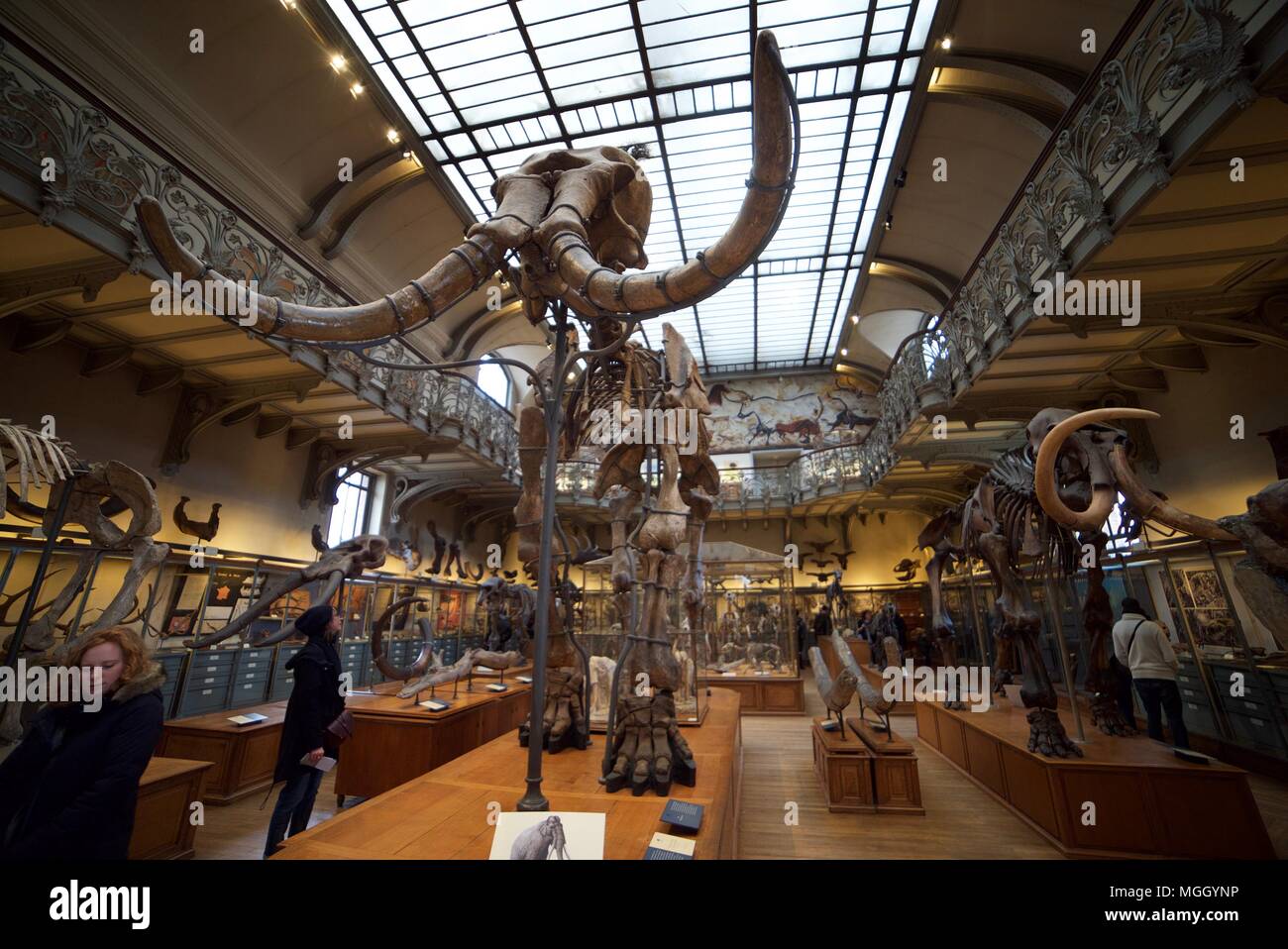 A mammoth/elephant skeleton on show inside the National Museum of Natural History in Paris, with other skeletons of animals inside. Stock Photo