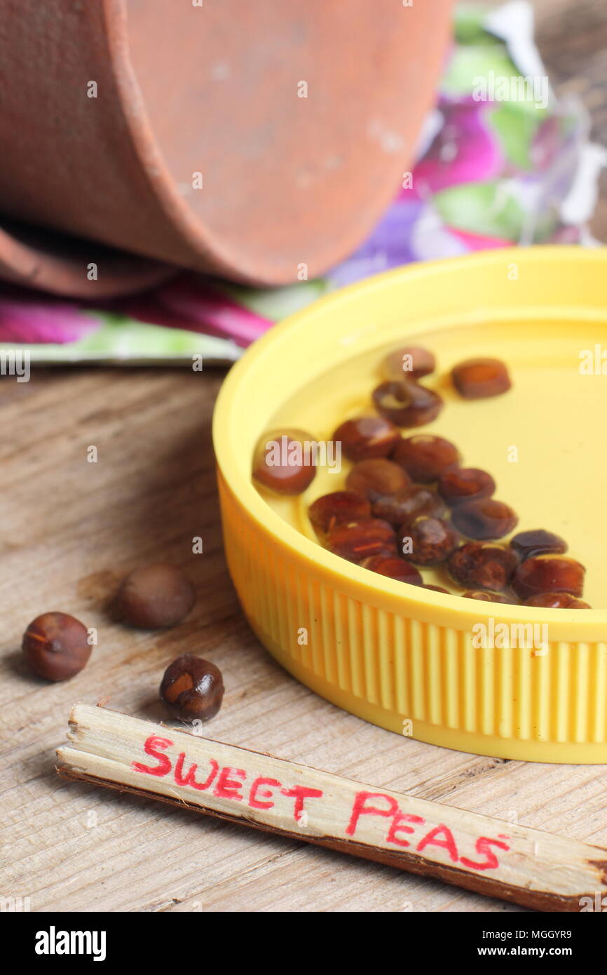 Lathyrus odoratus. Sweet pea seeds are soaked in tepid water to soften their outer case and encourage germination prior to sowing, UK Stock Photo