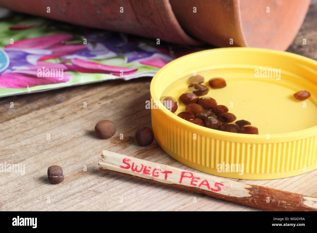 Lathyrus odoratus. Sweet pea seeds are soaked in tepid water to soften their outer case and encourage germination prior to sowing, UK Stock Photo