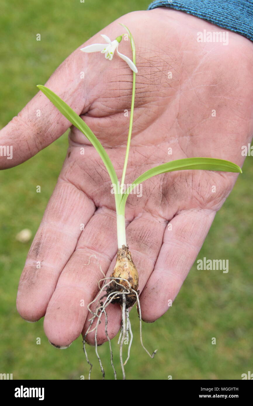 Galanthus nivalis. Hand of male gardener holding snowdrops 'in the green' prior to  re-planting, UK Stock Photo