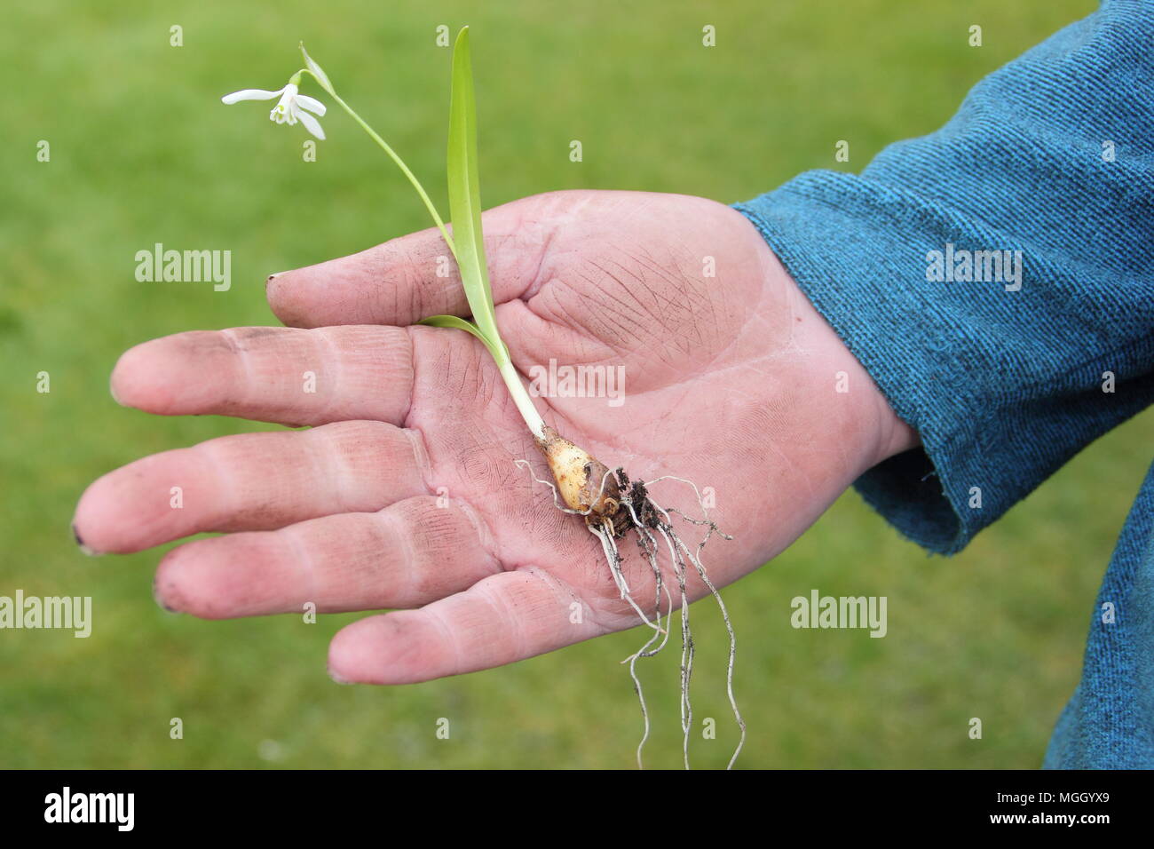 Galanthus nivalis. Hand of male gardener holding snowdrops 'in the green' prior to  re-planting, UK Stock Photo