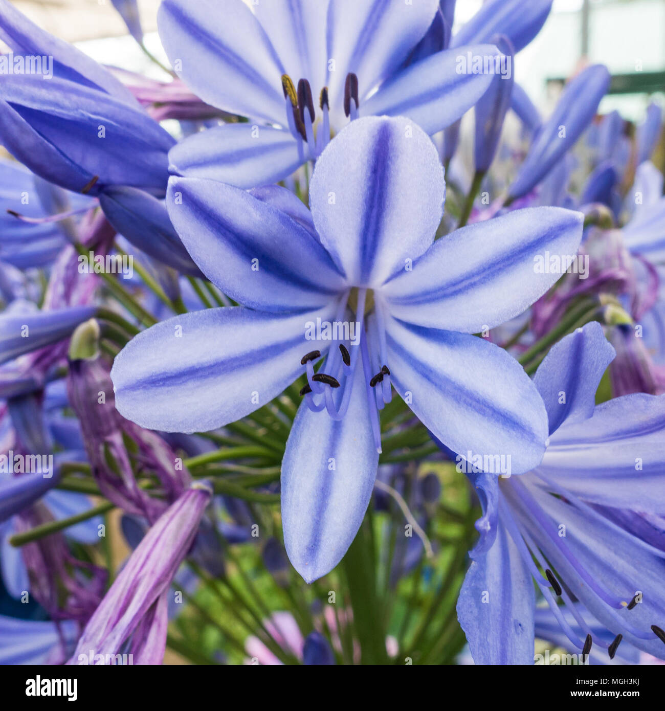 A macro shot of the blooms at the top of an agapanthus flower head. Stock Photo