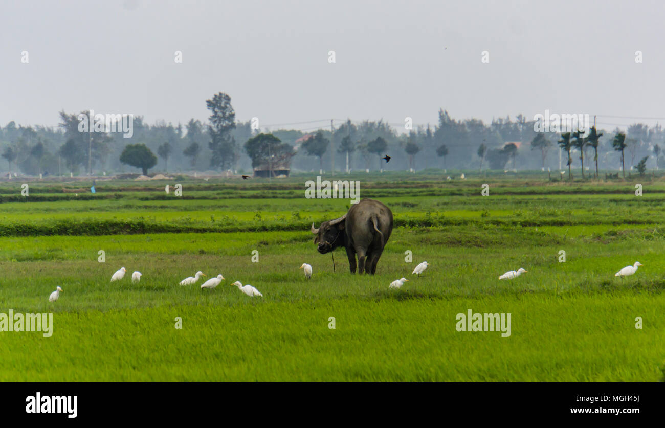 Rice fields and grazing hires stock photography and images Alamy