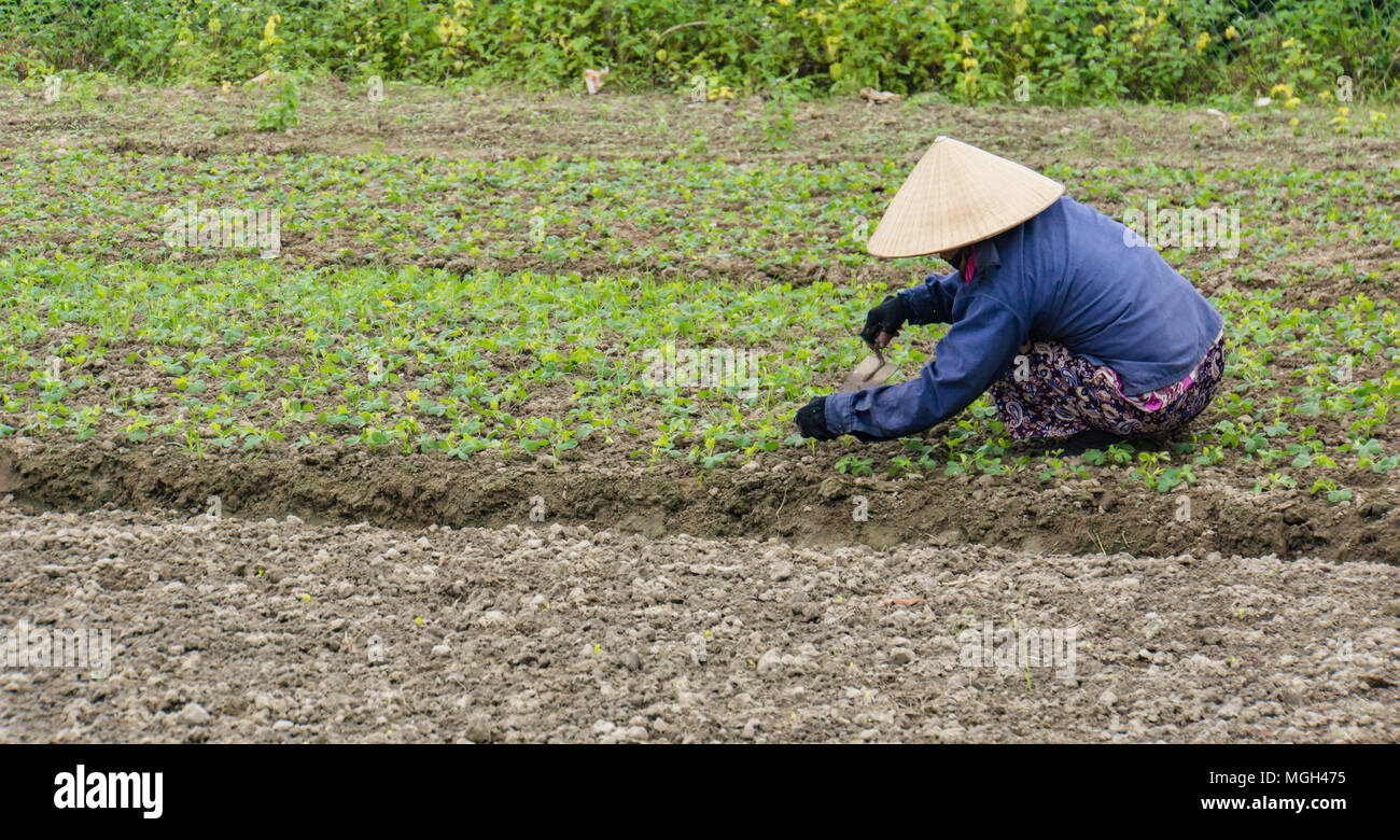 Vietnamese woman weeding her garden Stock Photo
