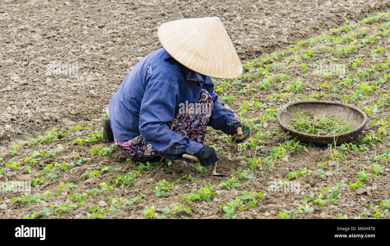 Vietnamese woman weeding her garden Stock Photo