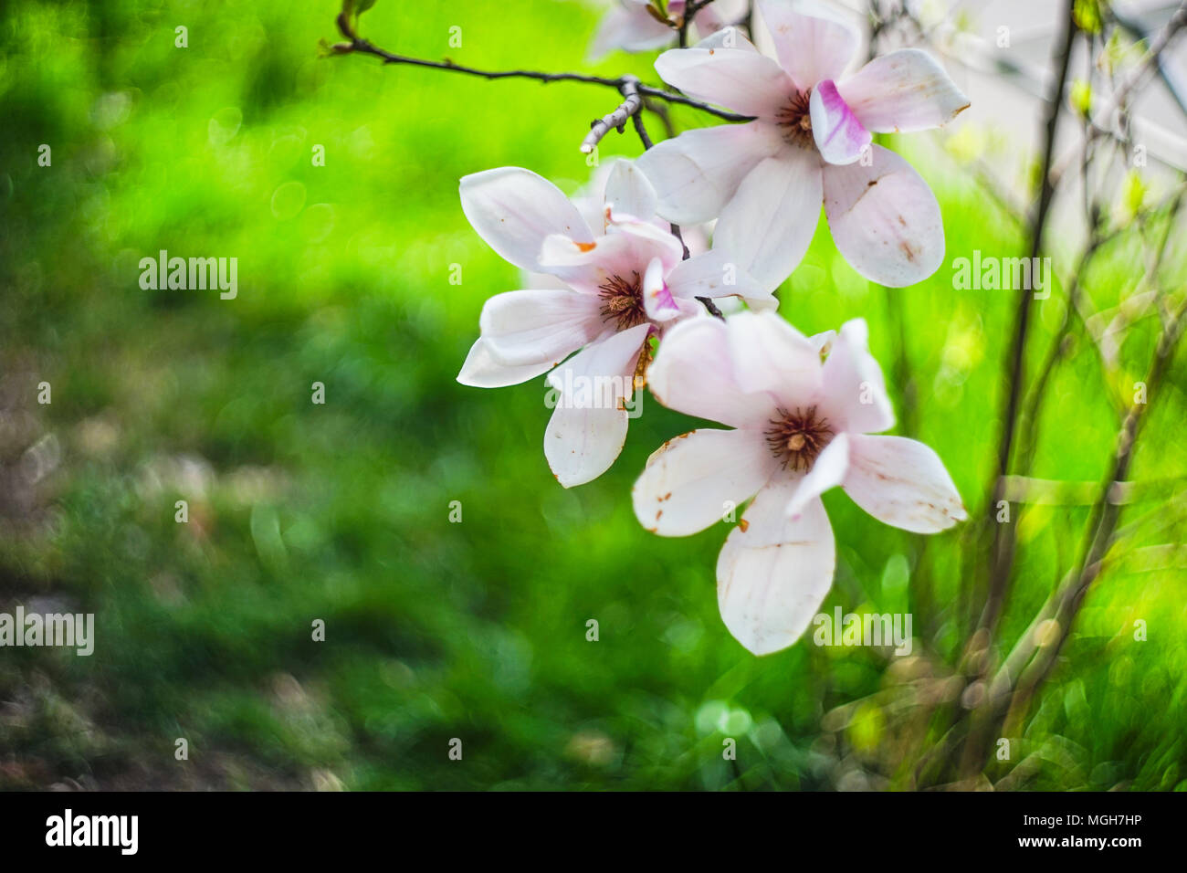 Blooming magnolia tree in Tbilisi, s downtown in sunny spring day Stock ...