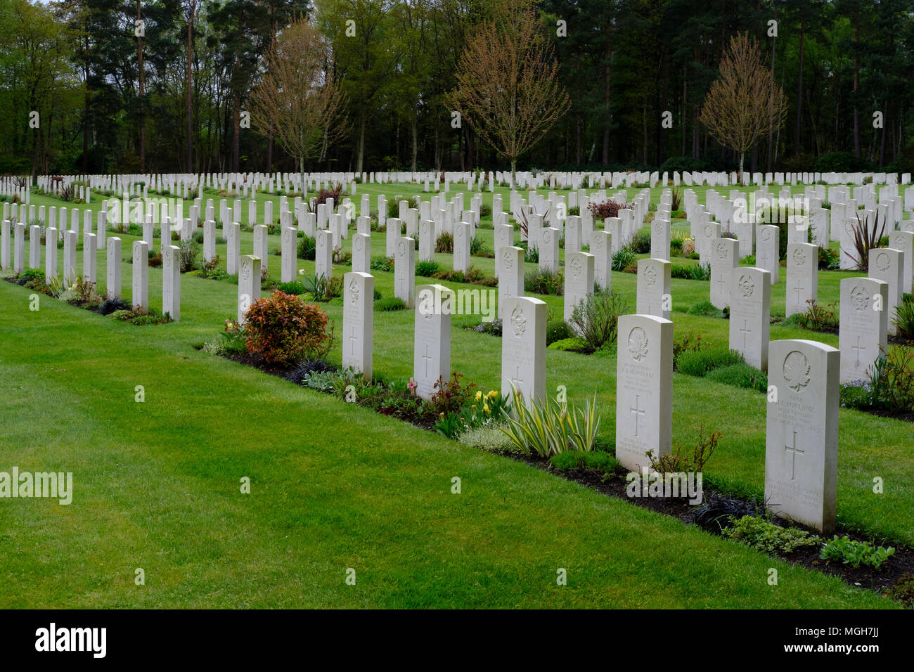 Brookwood Military Cemetery covers about 37 acres (15 ha) and is the largest Commonwealth war cemetery in the United Kingdom. Stock Photo