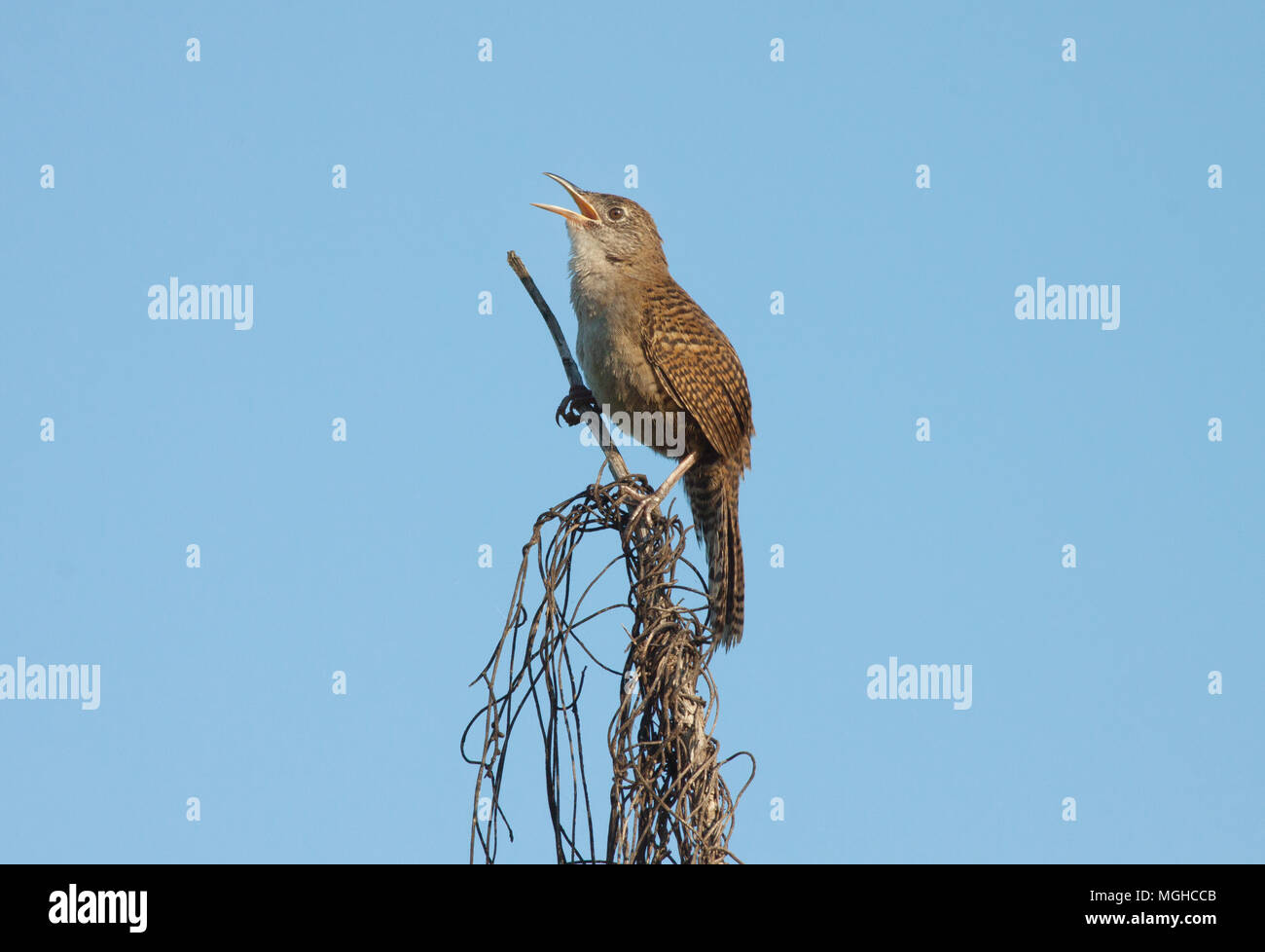 Zapata Wren (Ferminia cerverai) Endangered, Zapata Swamp, endemic bird to CUBA Stock Photo