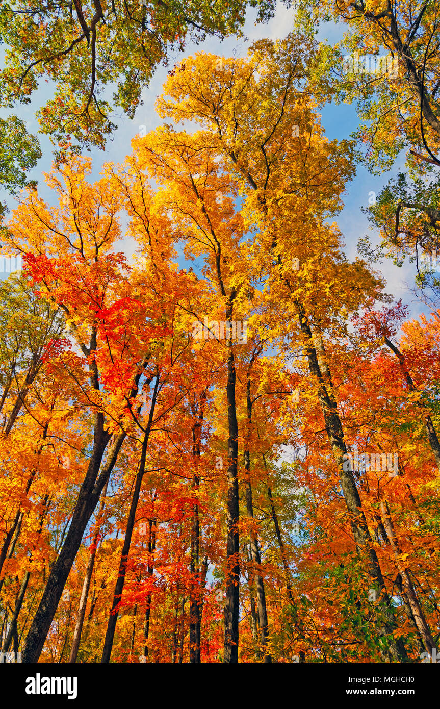 Brown County State Park High Resolution Stock Photography and Images