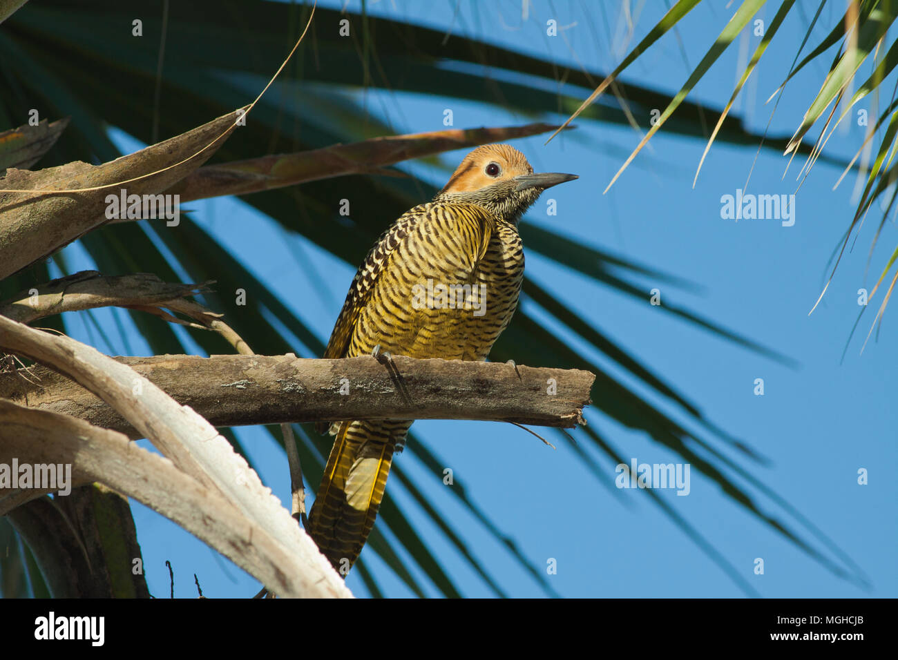 Fernandina's Flicker (Colaptes fernandinae), Endemic, Nesting in fan palm savannah Vulnerable, Zapata Peninsula, CUBA Stock Photo