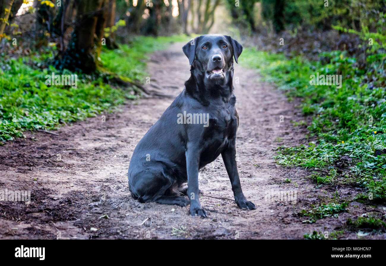 Beautiful black labrador dog on a walk in the woods or forest on a dirt track or path in the UK Stock Photo