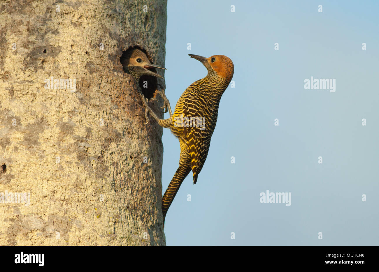 Fernandina's Flicker (Colaptes fernandinae), Endemic, Nesting in fan palm savannah Vulnerable, Zapata Peninsula, CUBA Stock Photo