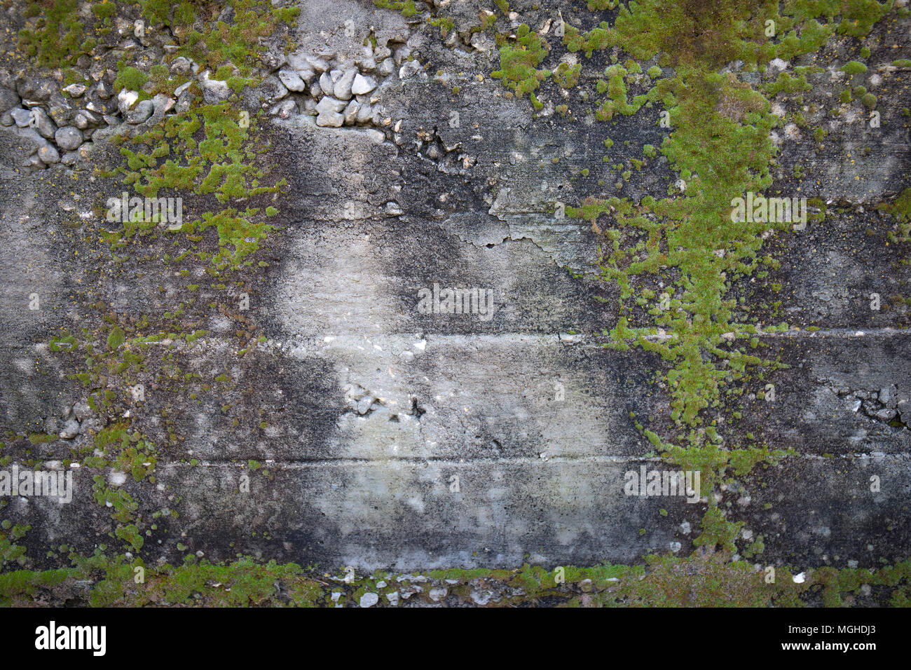 Green moss on a grey concrete wall Stock Photo