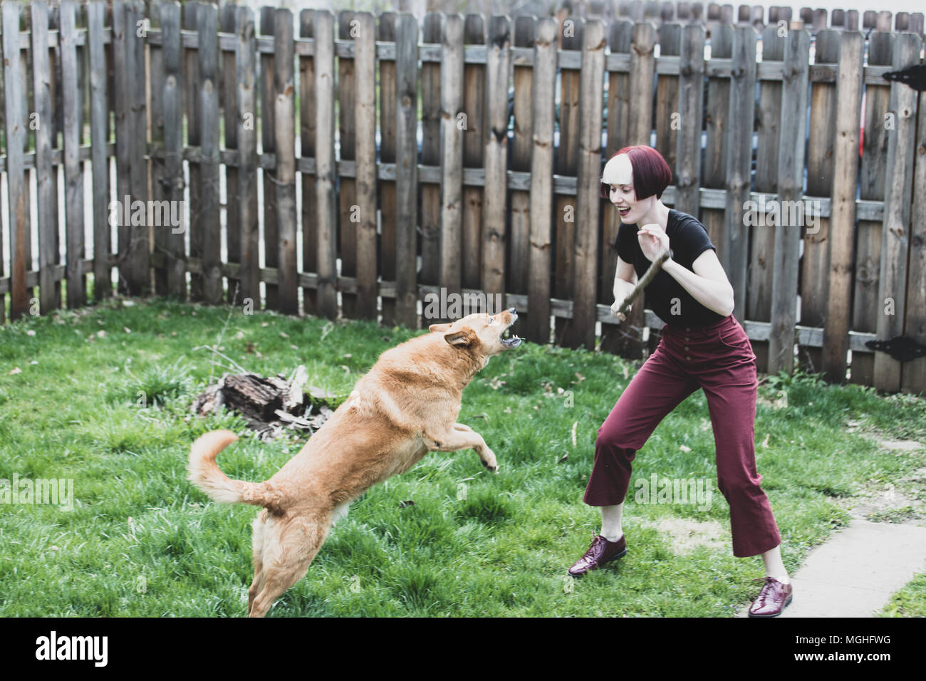 Playful Pup Stock Photo